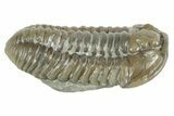 Fossil Flexicalymene Trilobite - Mt Orab, Ohio #380308-2